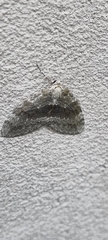 Epirrita dilutata