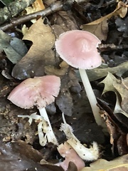 Mycena rosea