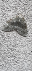 Epirrita dilutata
