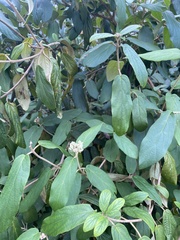 Viburnum