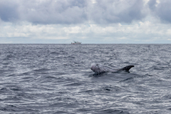 Grampus griseus