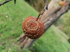 Monilinia