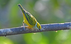 Tangara icterocephala