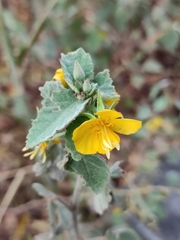 Corchoropsis crenata