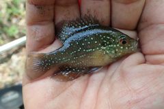 Enneacanthus gloriosus