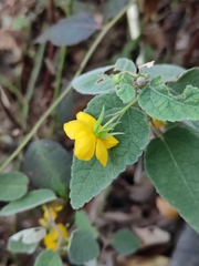 Corchoropsis crenata