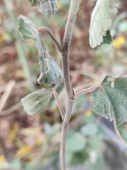 Corchoropsis crenata