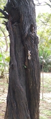 Funambulus pennantii