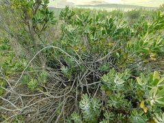 Leucospermum cuneiforme