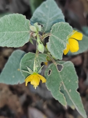 Corchoropsis crenata