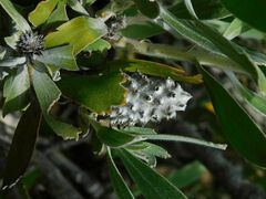 Leucospermum cuneiforme