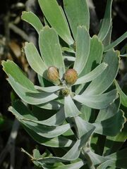 Leucospermum cuneiforme