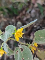 Corchoropsis crenata