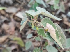 Corchoropsis crenata