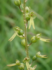 Neottia ovata