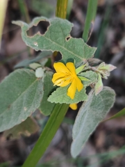 Corchoropsis crenata