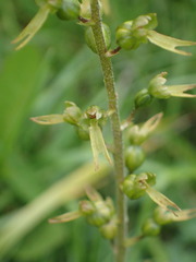 Neottia ovata