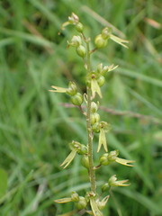 Neottia ovata