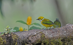 Tangara icterocephala