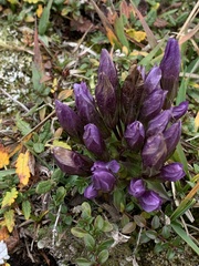 Gentianella aspera