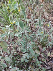 Corchoropsis crenata