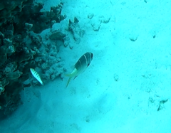 Monotaxis heterodon