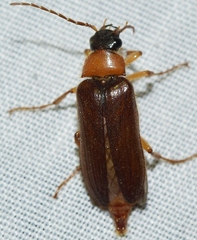 Cebrio