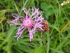 Centaurea jacea