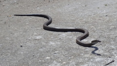 Pseudonaja inframacula