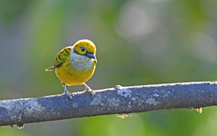 Tangara icterocephala