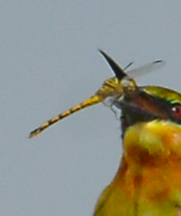 Paragomphus lineatus