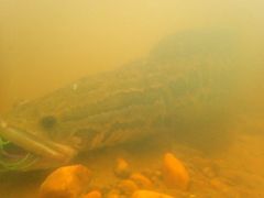 Channa argus