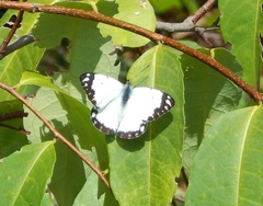 Belenois creona creona