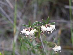 Erica obtusata