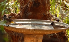 Pycnonotus barbatus layardi