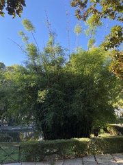 Bambusoideae