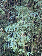 Bambusoideae