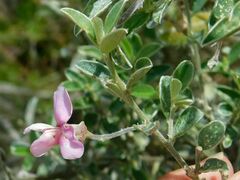 Podalyria myrtillifolia