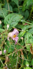Impatiens