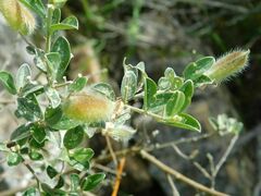 Podalyria myrtillifolia