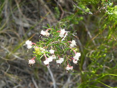 Erica obtusata
