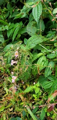 Impatiens