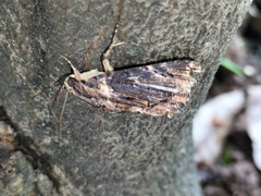 Ercheia
