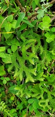 Lycopodium