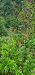 Colquhounia coccinea