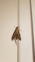 Hyles livornica