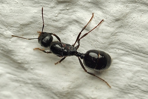 Wasmann's Harvester Ant