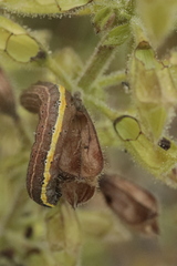 Pyrrhia umbra