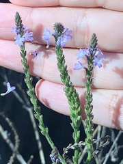 Verbena xutha