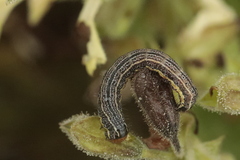 Pyrrhia umbra